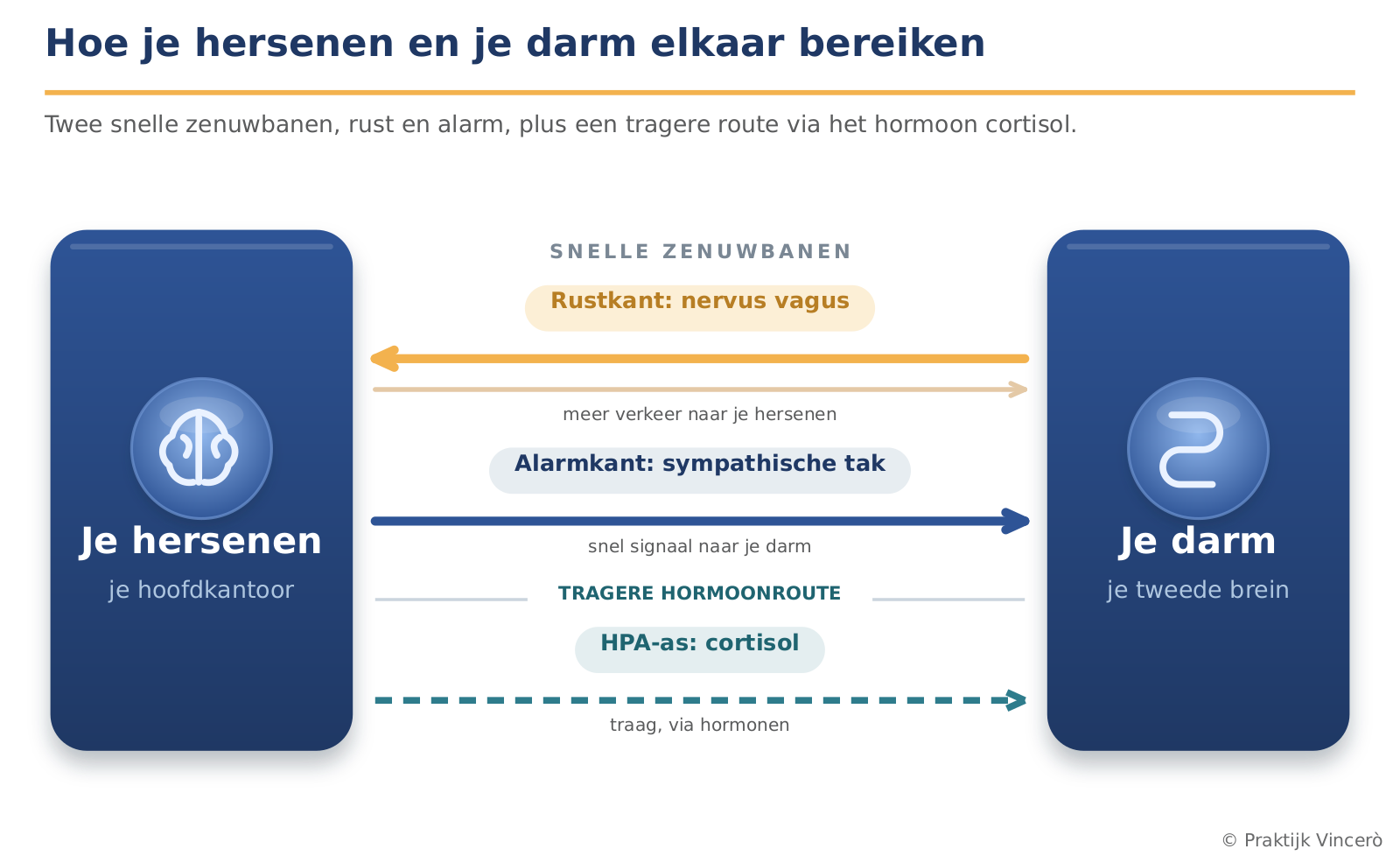 Hoe je hersenen en je darm elkaar bereiken: de rustkant via de nervus vagus (met meer verkeer omhoog, van de darm naar boven), de snelle alarmkant via de sympathische zenuwtak, plus de tragere hormonale route van de HPA-as met cortisol.