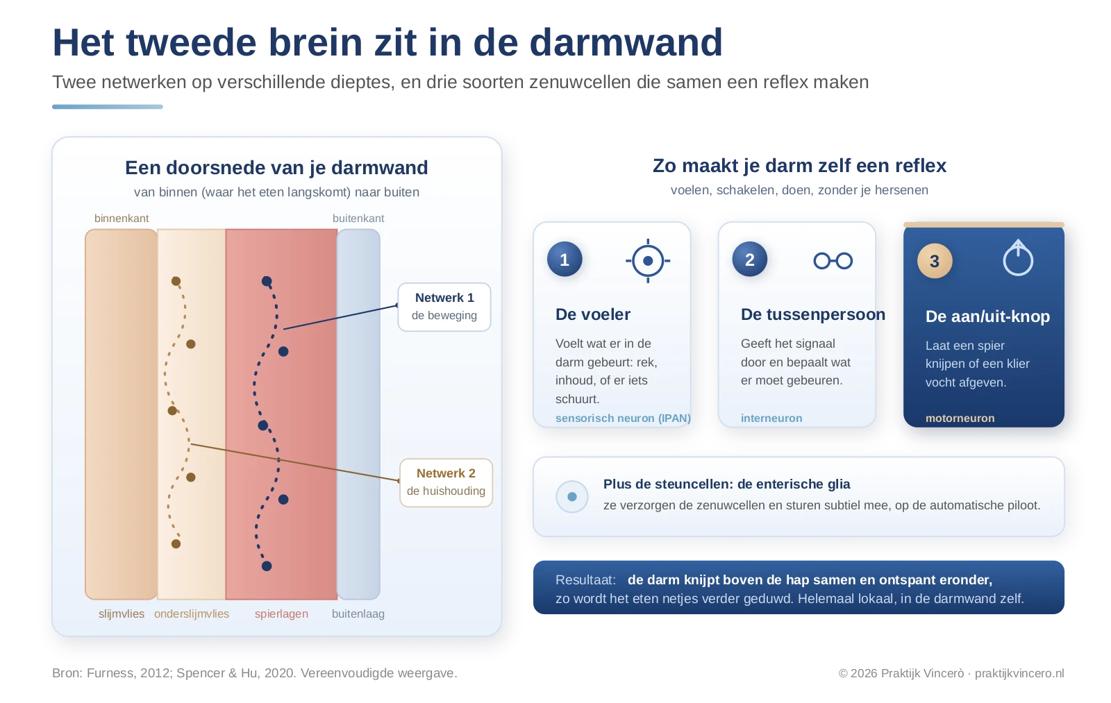 Schema van de darmwand met het enterisch zenuwstelsel, de twee zenuwnetwerken op verschillende dieptes en de drie soorten zenuwcellen die samen een reflex vormen, van voelen via schakelen naar doen.