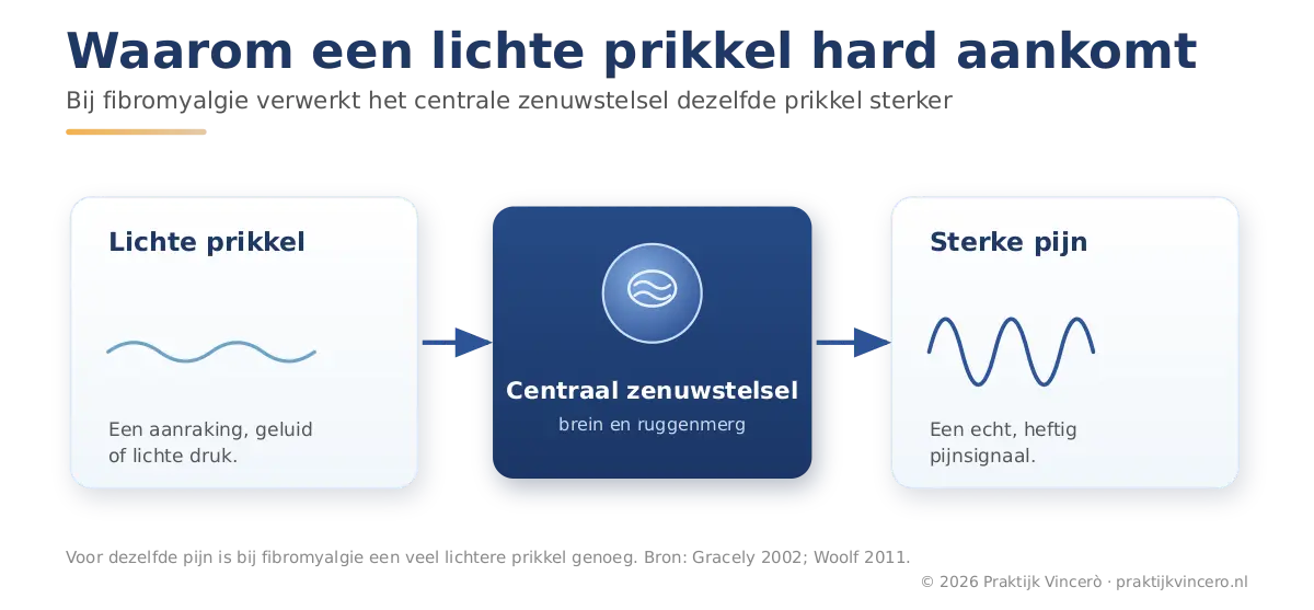 Schema in drie stappen dat laat zien hoe bij fibromyalgie een lichte prikkel binnenkomt, het centrale zenuwstelsel hem sterker verwerkt, en er een echt, heftig pijnsignaal ontstaat.
