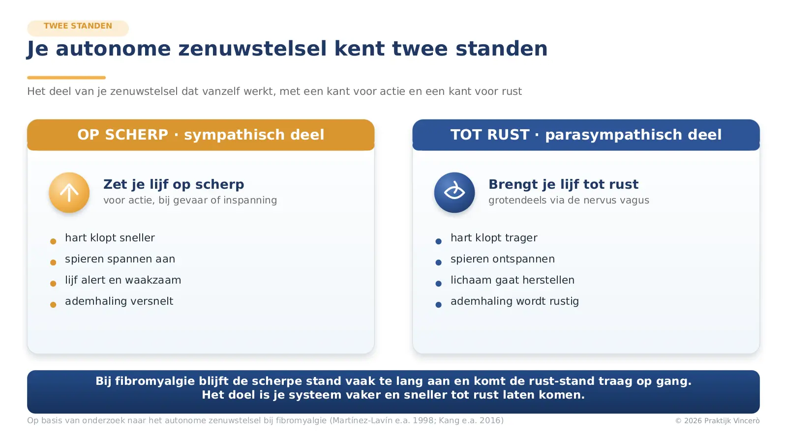Twee standen van het autonome zenuwstelsel bij fibromyalgie: het sympathische deel dat het lichaam op scherp zet en het parasympathische deel met de nervus vagus dat het tot rust brengt