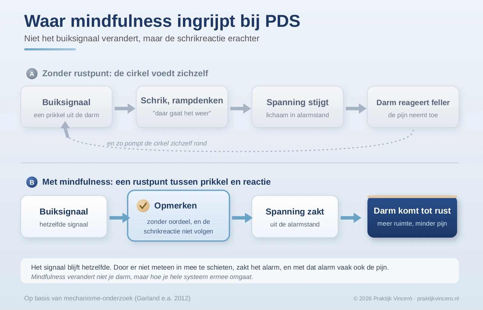 Schema van hoe mindfulness bij PDS ingrijpt, van een buiksignaal naar opmerken zonder reageren, minder rampdenken en een darm die tot rust komt