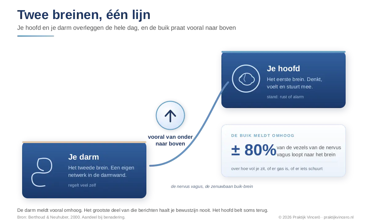 Schema van het tweede brein in de buik en de verbinding met het hoofd, de darm en het hoofd als twee netwerken op een lijn, verbonden door de nervus vagus, met een grote pijl die aangeeft dat het meeste verkeer van onder naar boven loopt.