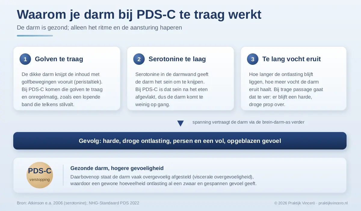 Schema van waarom de darm bij PDS-C te traag werkt: trage golfbeweging, een afgevlakt serotonine-signaal en te veel vocht dat wordt onttrokken, met als gevolg harde, droge ontlasting.