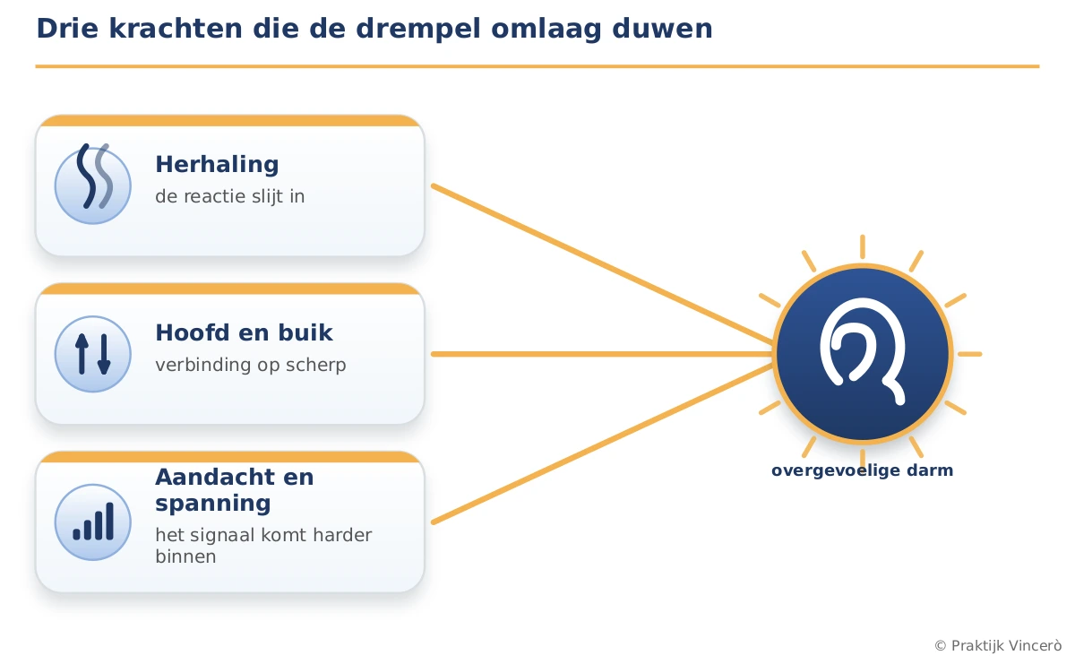 Schema met drie factoren die samen de drempel omlaag duwen, elk met een pijl naar een centrale overgevoelige darm: herhaling (de reactie slijt in), hoofd en buik (verbinding op scherp) en aandacht plus spanning (het signaal komt harder binnen).