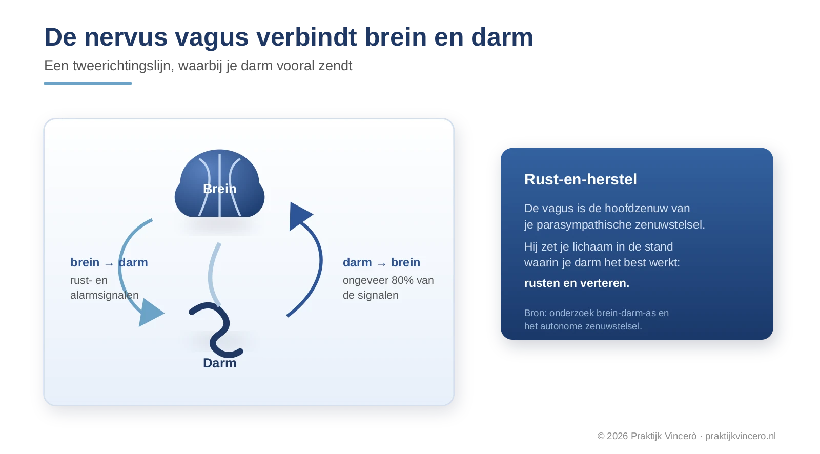 Schema van de nervus vagus als verbinding tussen brein en darm: de zenuw loopt van de hersenen naar de darmen en draagt signalen in twee richtingen, waarbij ongeveer 80 procent van de signalen van de darm naar het brein gaat
