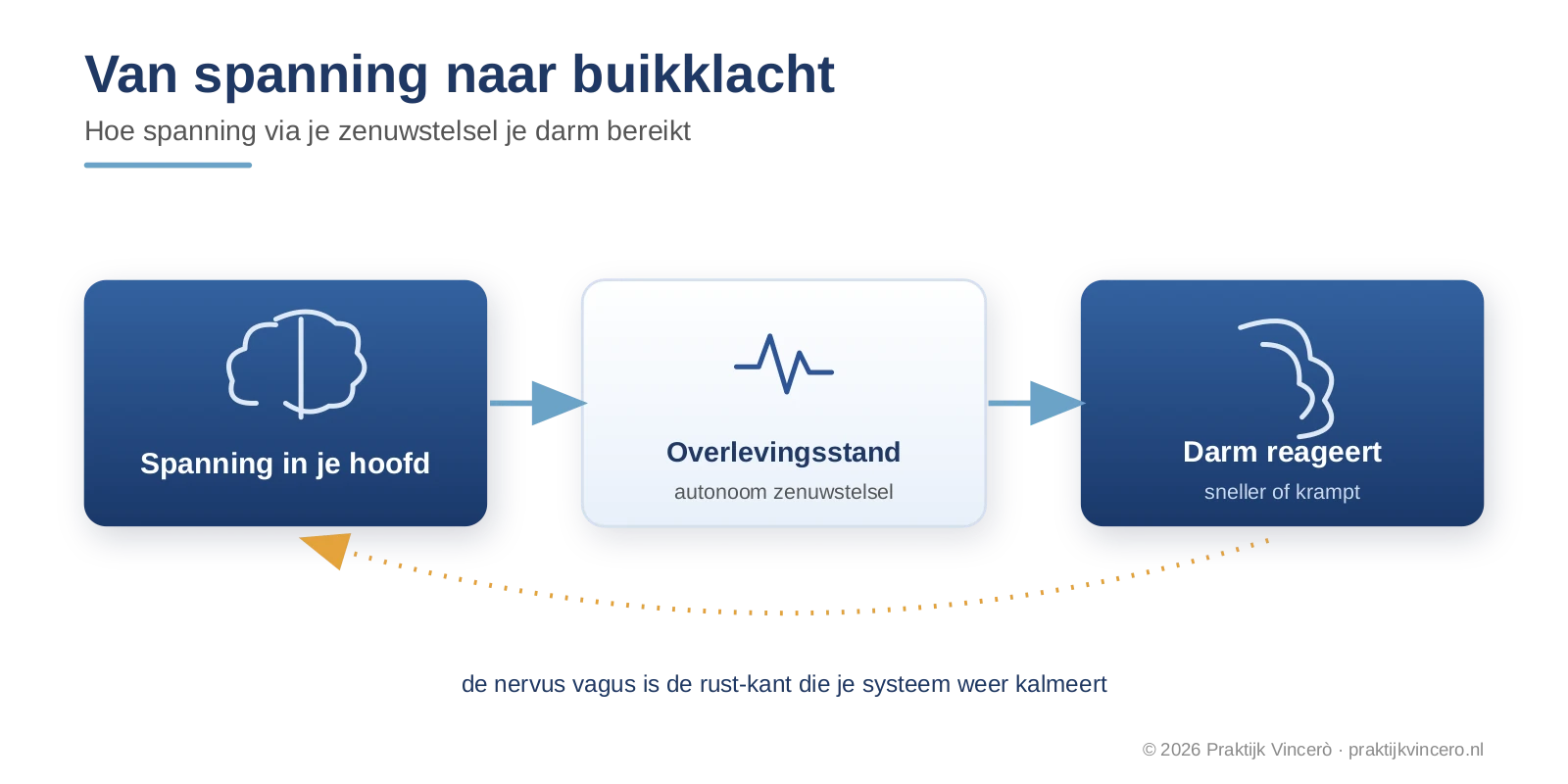 Schema: bij spanning seint je brein via het autonome zenuwstelsel naar je darm, die sneller werkt of verkrampt; de nervus vagus brengt het systeem weer tot rust